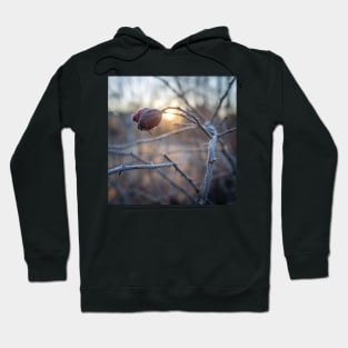 frosty rosehip on a branch Hoodie